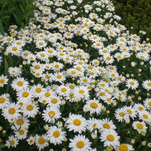 Load image into Gallery viewer, White Daisy Flower Seeds (100 PCS)