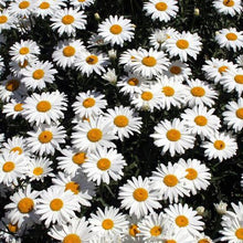 Load image into Gallery viewer, White Daisy Flower Seeds (100 PCS)
